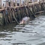 Lumba lumba ditemukan mati dekat pagar laut