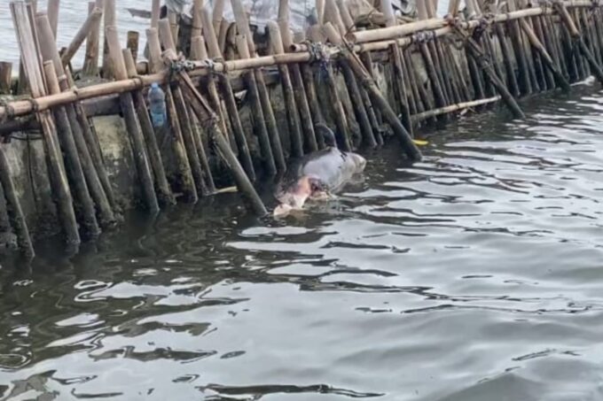Lumba lumba ditemukan mati dekat pagar laut