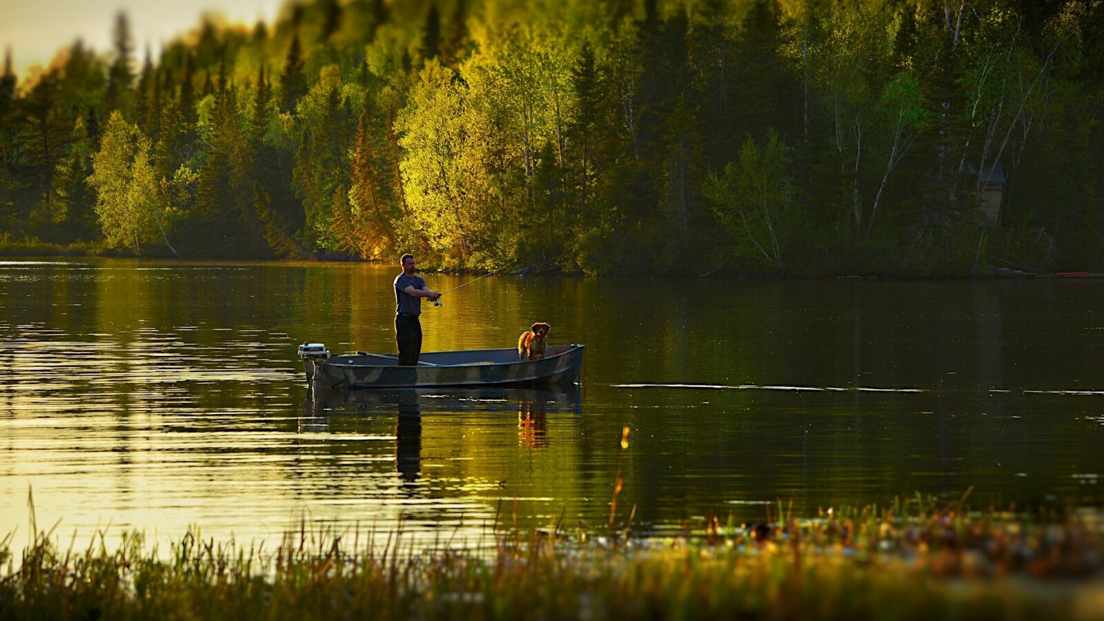 Umpan Mancing Ikan Gabus