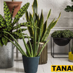 Cara Mudah Merawat Tanaman