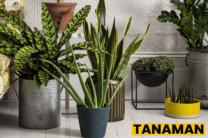 Cara Mudah Merawat Tanaman