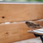 Burung masuk rumah sering dikaitkan dengan pertanda tertentu. Ini artinya menurut primbon Jawa, mitos masyarakat, dan pandangan ilmiah.