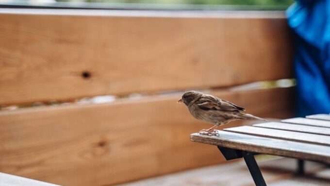 Burung masuk rumah sering dikaitkan dengan pertanda tertentu. Ini artinya menurut primbon Jawa, mitos masyarakat, dan pandangan ilmiah.