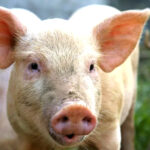 Apa Itu Porcine? Ini Penjelasan Ilmiah dan Temuan Produk Mengandung Unsur Babi