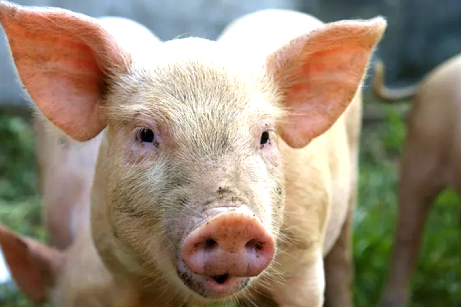 Apa Itu Porcine? Ini Penjelasan Ilmiah dan Temuan Produk Mengandung Unsur Babi