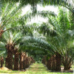 Astra Agro Lestari Catat Pendapatan Rp21,82 Triliun di 2024, Dividen Naik ke Rp268 per Saham