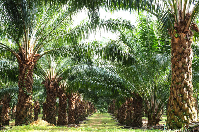 Astra Agro Lestari Catat Pendapatan Rp21,82 Triliun di 2024, Dividen Naik ke Rp268 per Saham