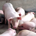 BPJPH Temukan 9 Produk Makanan Mengandung Unsur Babi