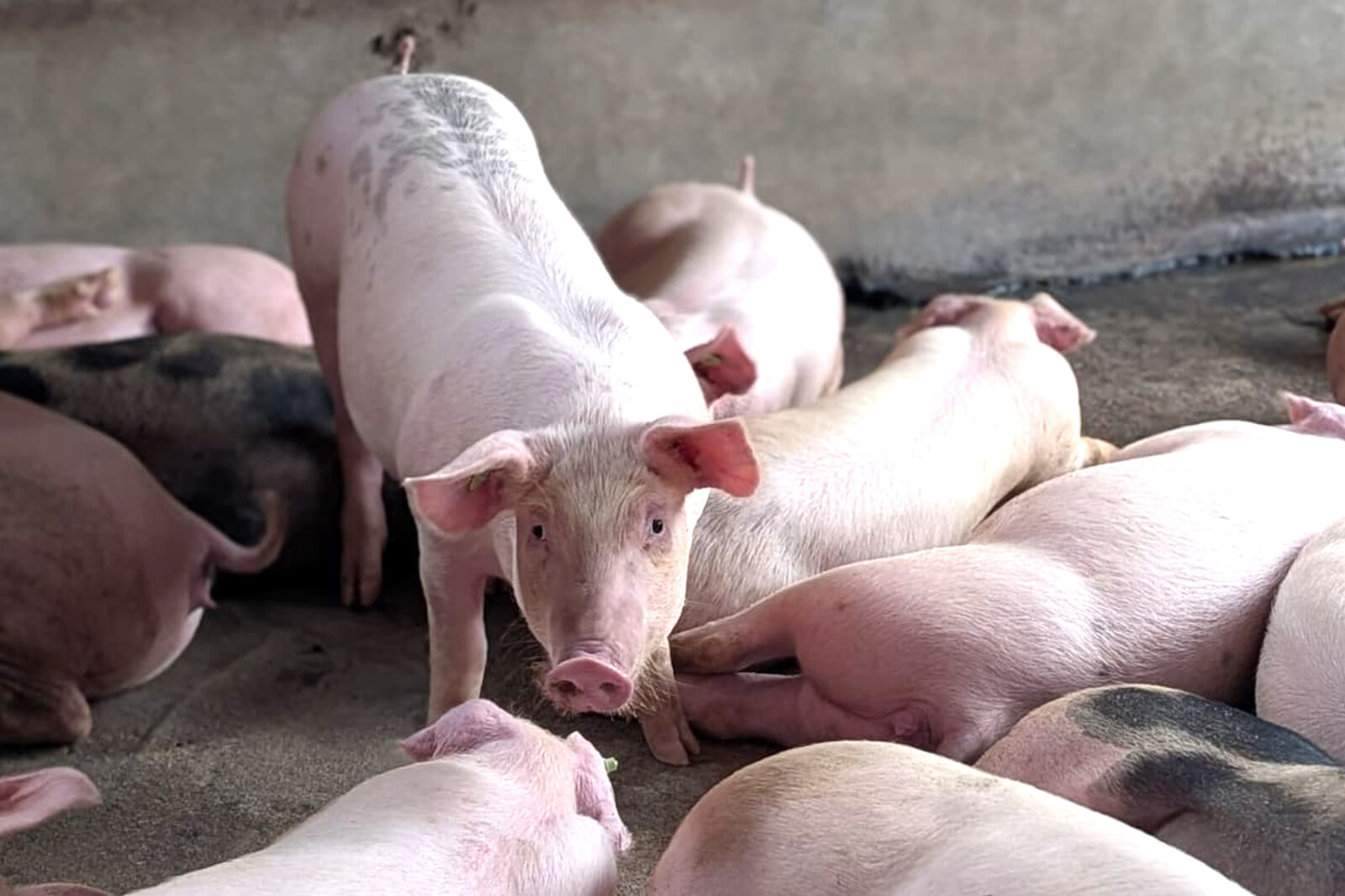 BPJPH Temukan 9 Produk Makanan Mengandung Unsur Babi