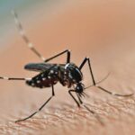 Nyamuk Aedes Aegypti