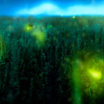 Fenomena kunang-kunang