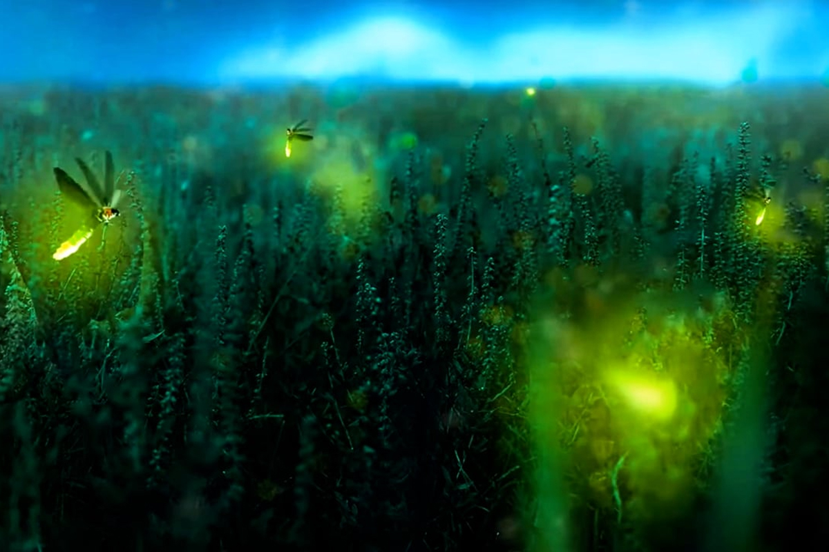 Fenomena kunang-kunang