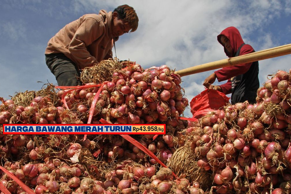 Bawang Merah Turun
