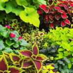 Tanaman Hias Daun Lebar