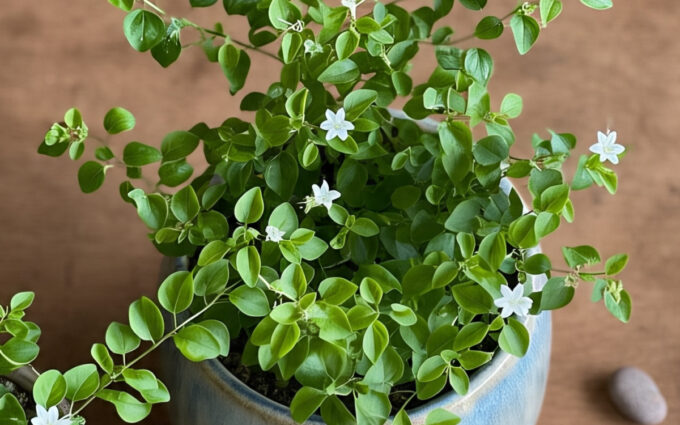 tanaman hias daun kecil