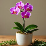 Tanaman Hias Ruang Tamu Estetik