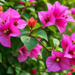 Tanaman Hias Outdoor Tahan Panas