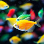 Ikan Hias Ukuran Kecil