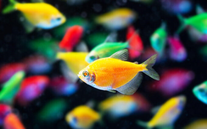 Ikan Hias Ukuran Kecil