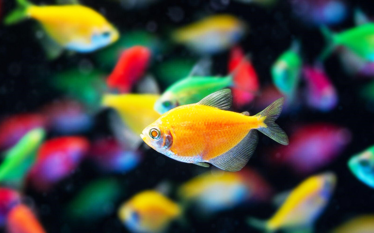 Ikan Hias Ukuran Kecil