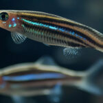 Ikan Zebra Danio