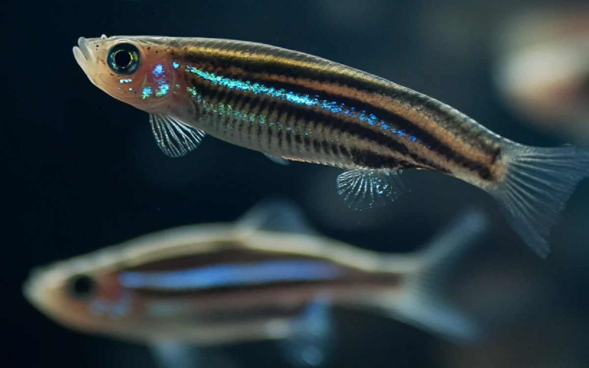 Ikan Zebra Danio