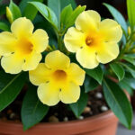 Tanaman Hias Bunga Outdoor