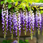 Tanaman hias gantung tahan panas