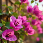 tanaman hias outdoor