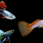 Cara Memelihara Ikan Guppy