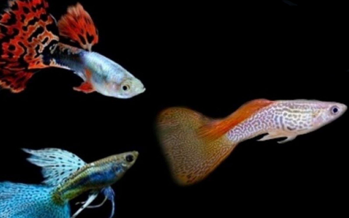 Cara Memelihara Ikan Guppy