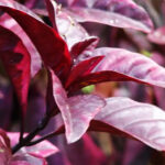 Tanaman Herbal untuk Ambeien