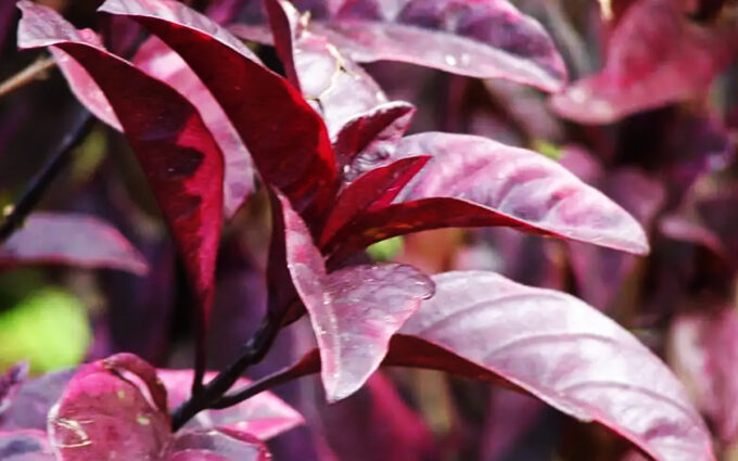 Tanaman Herbal untuk Ambeien