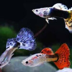 Jenis Ikan Hias Guppy Tercantik