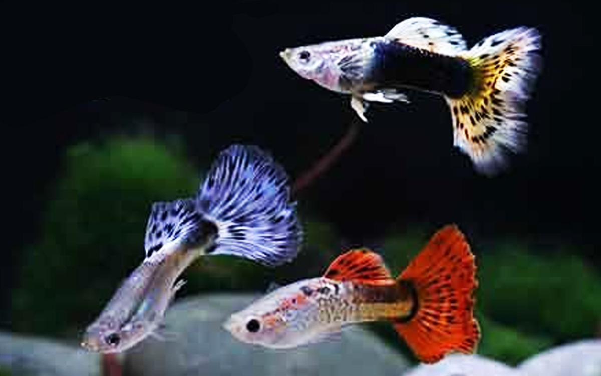Jenis Ikan Hias Guppy Tercantik