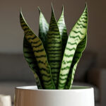 Manfaat Lidah Mertua