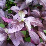 Manfaat Daun Ungu untuk Wasir