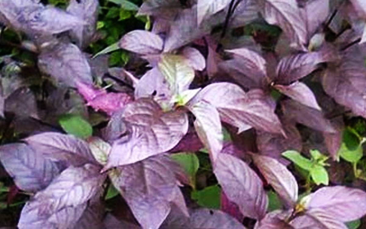 Manfaat Daun Ungu untuk Wasir