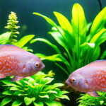 Cara Budidaya Ikan Oscar