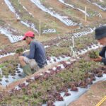 Selada Merah Sumedang Tembus Pasar Korea Selatan Berkat Pemanfaatan Lahan Bank Tanah