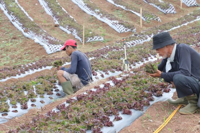 Selada Merah Sumedang Tembus Pasar Korea Selatan Berkat Pemanfaatan Lahan Bank Tanah