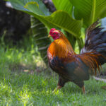 Mitos Bangun Siang Rezeki dipatok Ayam