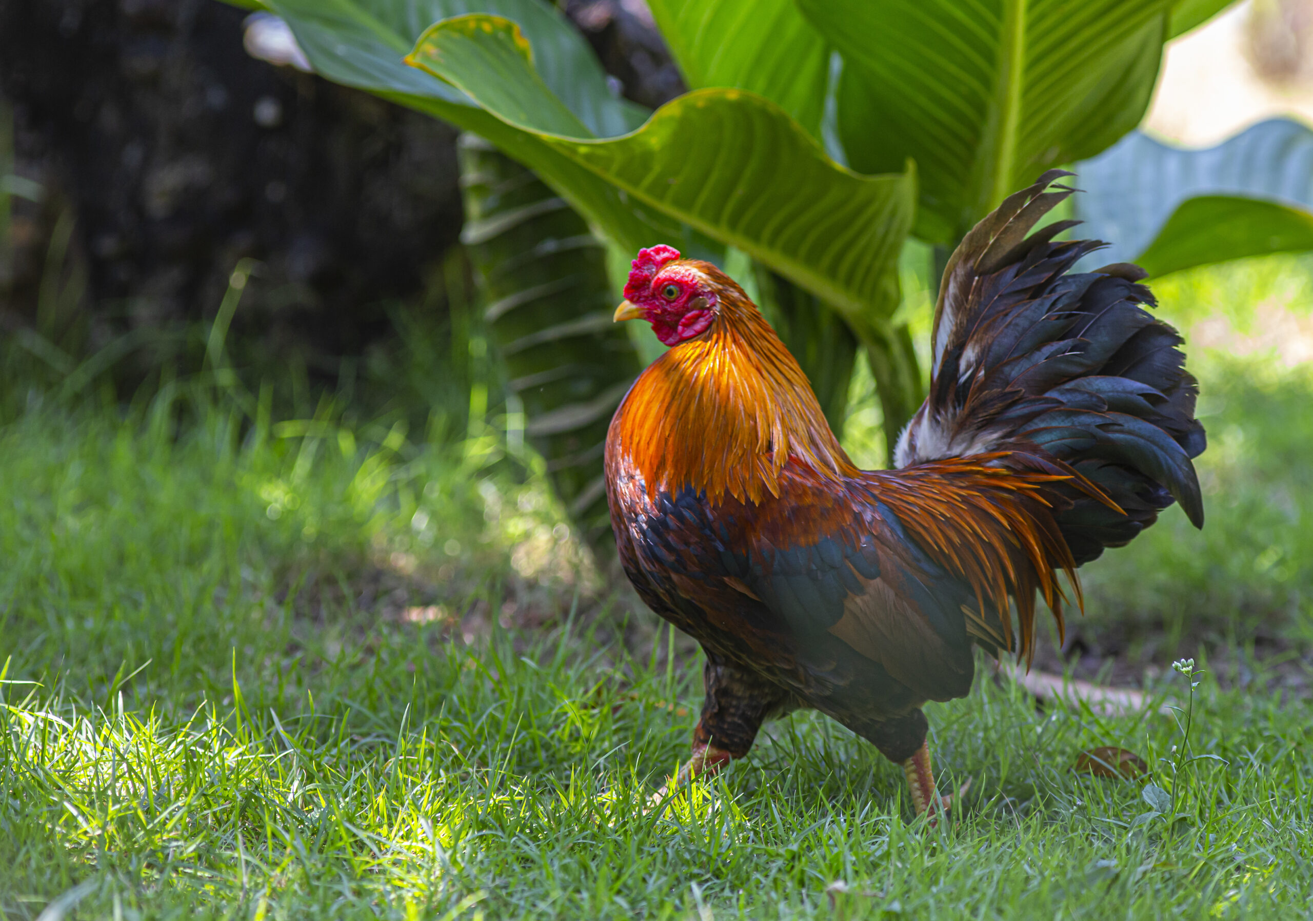 Mitos Bangun Siang Rezeki dipatok Ayam
