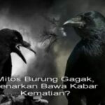 Apa iya burung gagak berkaitan dengan kematian?