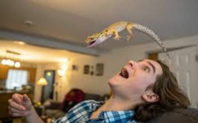 Binatang Pertanda Mitos Jawa Diyakini sampai Sekarang