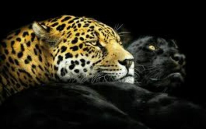 Unik, Macan Kumbang Beranak Macan Tutul, Ahli Mengungkap