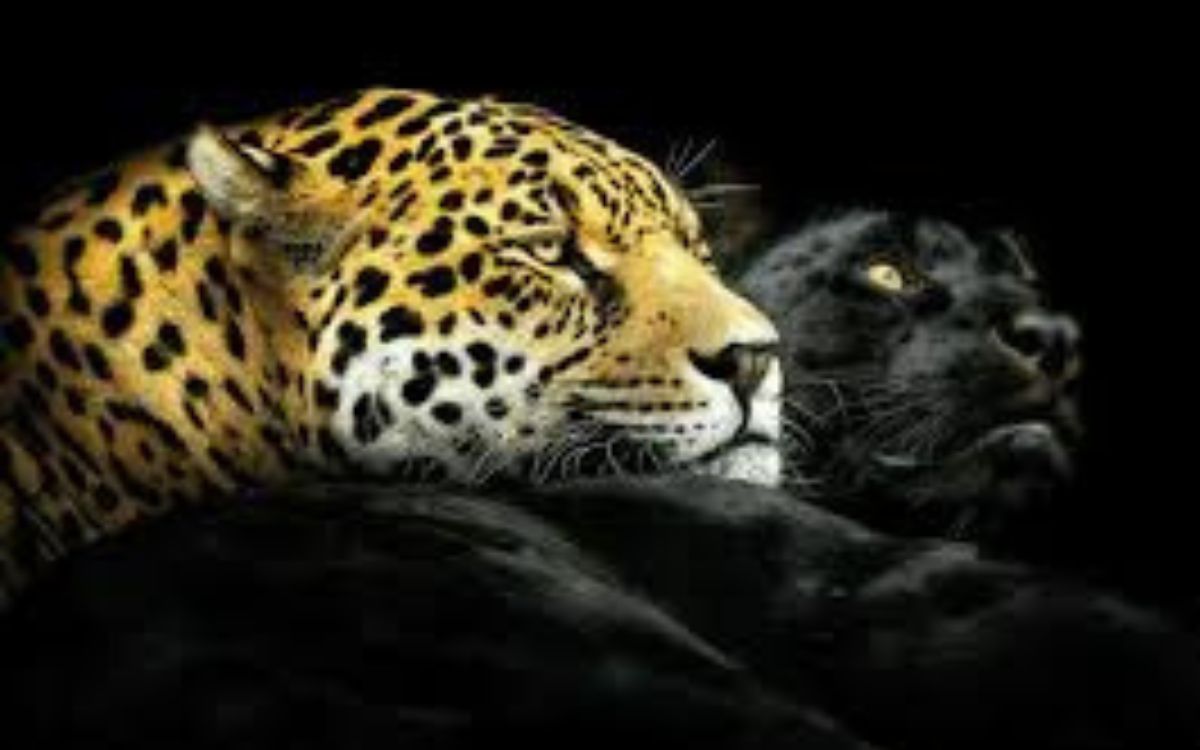 Unik, Macan Kumbang Beranak Macan Tutul, Ahli Mengungkap