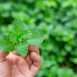 Obat Herbal untuk Batuk Kering