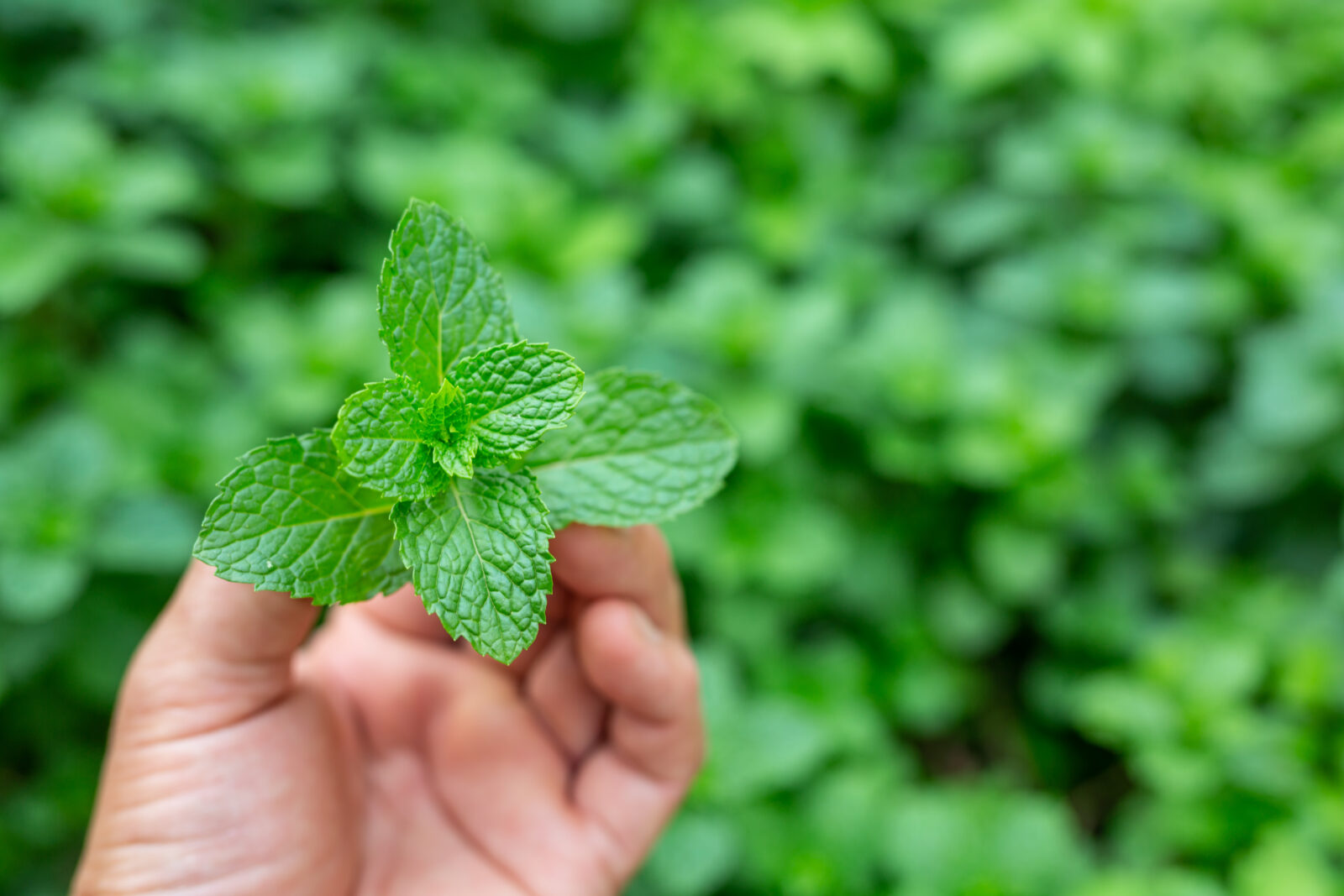 Obat Herbal untuk Batuk Kering