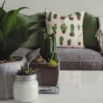 Tanaman Hias yang Tak Butuh Banyak UV, Cocok untuk Rumah Minimalis Modern